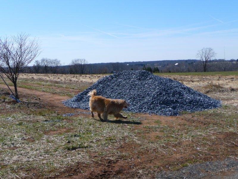 3 farm dog pic